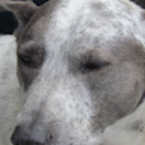 Meet your Posher, Annette